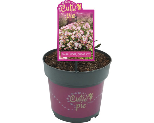 Cutie Pie Roos in pot