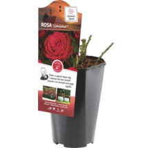 Rosa Störtebeker in een pot
