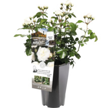 Roos in pot met witte bloemen en groene bladeren.