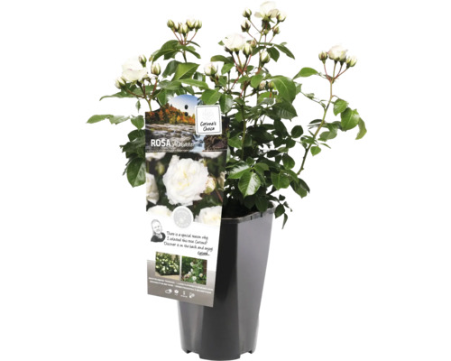 Roos in pot met witte bloemen en groene bladeren.