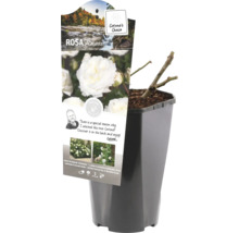 Roos Alabaster in een pot