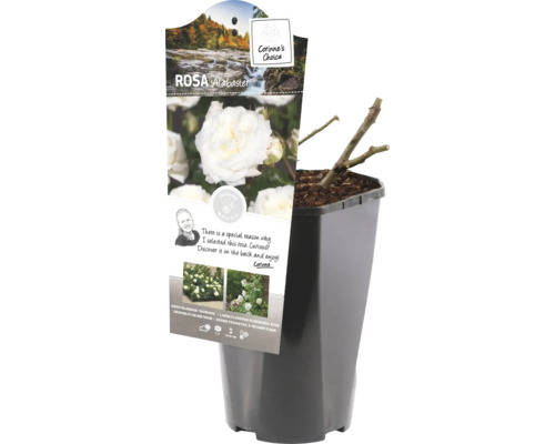 Roos Alabaster in een pot