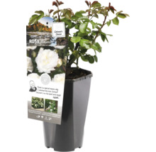 Rosa Alabaster in pot