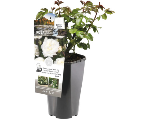 Rosa Alabaster in pot