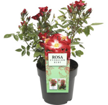 Roos Everglow Ruby in pot