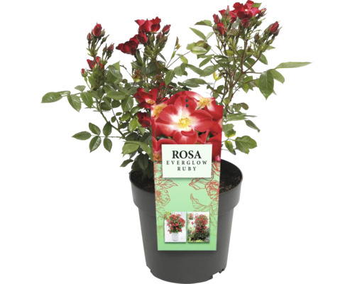 Roos Everglow Ruby in pot