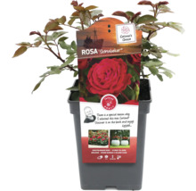 Roos ''Störtebeker'' in pot