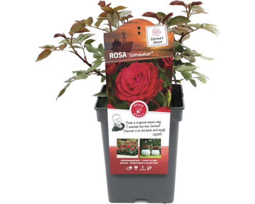 Roos ''Störtebeker'' in pot