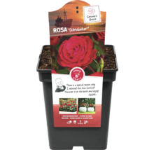 Rosa Störtebeker in pot