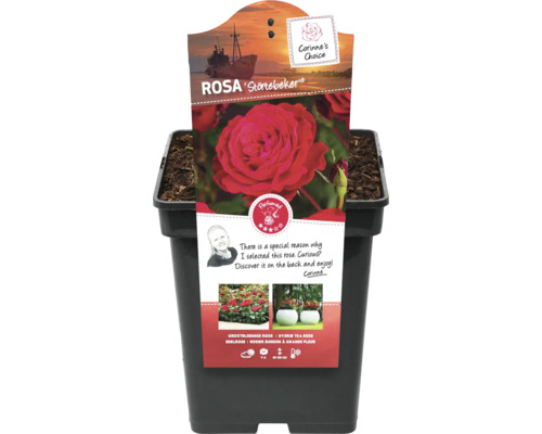 Rosa Störtebeker in pot