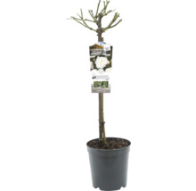 Roos in pot met label