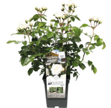 Witte roos in pot