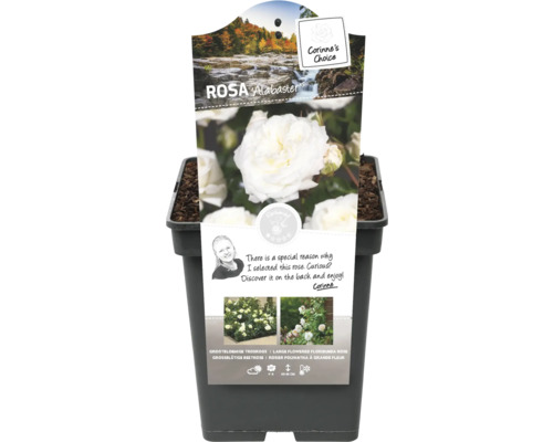 Alabaster roos in pot