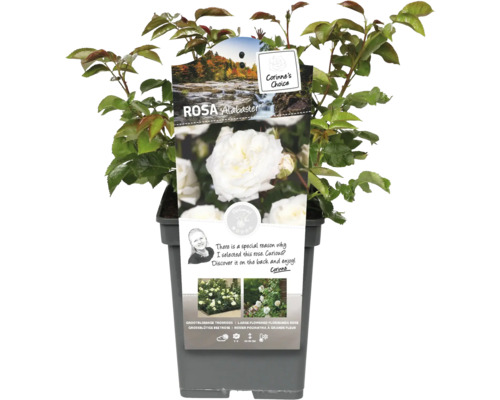 Rosa Alabaster in pot