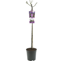 Rozenboom in pot met plantenlabel