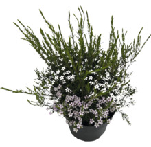 Pot met struikveronica met witte bloemen
