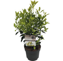 Japanse kardinaalsmuts in pot