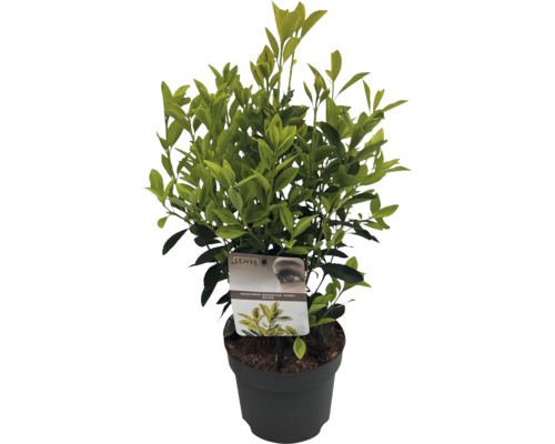 Japanse kardinaalsmuts in pot