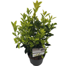 Buxus in pot, een groenblijvende plant voor de tuin