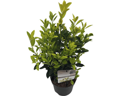 Buxus in pot, een groenblijvende plant voor de tuin
