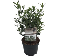 Japanse kardinaalsmuts ''Susan'' in pot