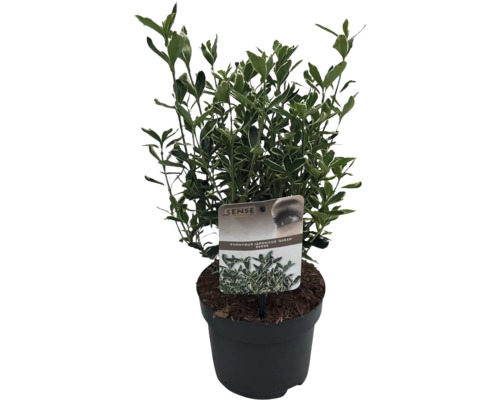 Japanse kardinaalsmuts ''Susan'' in pot