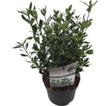 Japanse kardinaalsmuts in pot