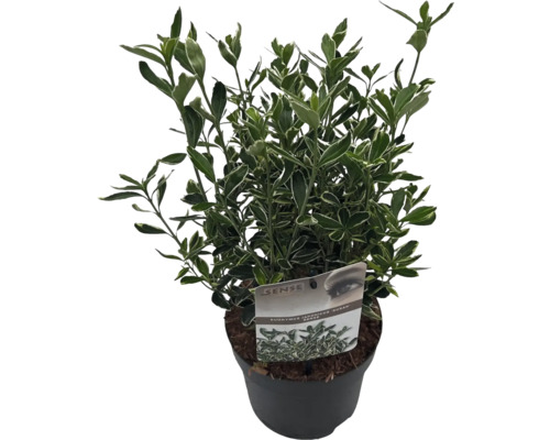 Japanse kardinaalsmuts in pot