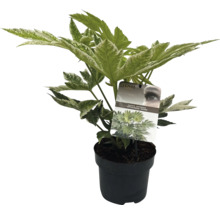 Vingerplant in een pot