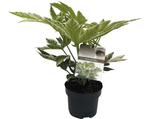 Vingerplant in een pot