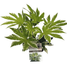 Fatsia Japonica kamerplant met gevlekte bladeren
