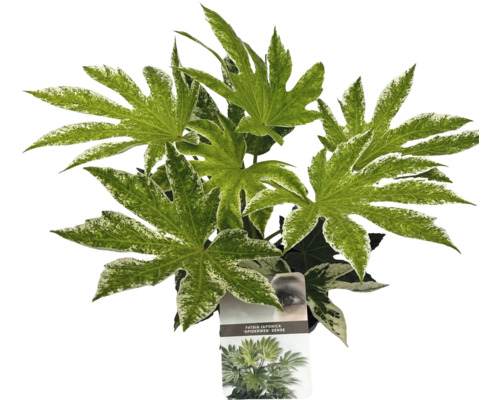 Fatsia Japonica kamerplant met gevlekte bladeren