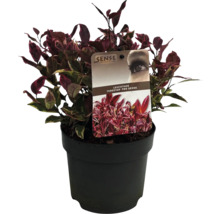 Leucothoe ''Firestar'' in pot
