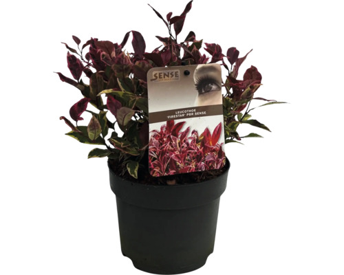 Leucothoe ''Firestar'' in pot
