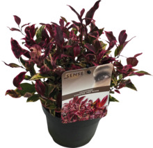 Leucothoe ''Firestar'' in pot