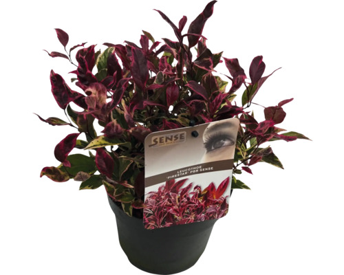 Leucothoe ''Firestar'' in pot