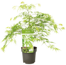 Japanse esdoorn in pot