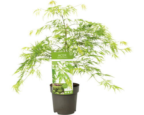 Japanse esdoorn in pot