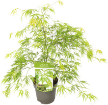 Japanse esdoorn in pot