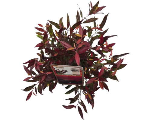 Dichte sierstruik met rode en groene bladeren