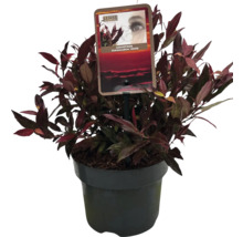 Leucothoe in een pot met een etiket