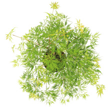 Japanse esdoorn in pot met groene bladeren, bovenaanzicht.