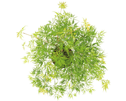 Japanse esdoorn in pot met groene bladeren, bovenaanzicht.