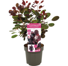 Cotinus in pot met plantenlabel