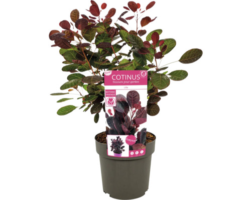 Cotinus in pot met plantenlabel