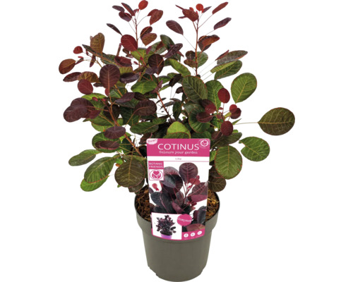 Pruikensstruik in pot