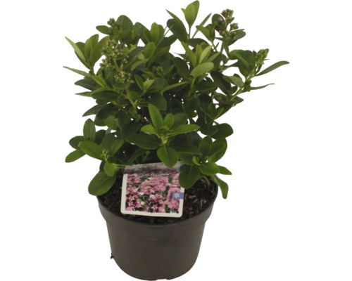 Immergroene struikkamperfoelie in pot