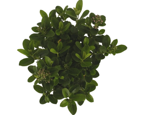 Groenblijvende kardinaalsmutsstruik met bladeren en bloemknoppen van bovenaf