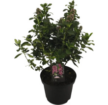 Struik in pot met bladeren en bloemknoppen