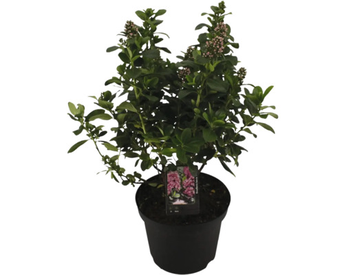 FLORASELF Lades Escallonia ‘Pink Elle‘ potmaat 2 liter H 20-30 cm